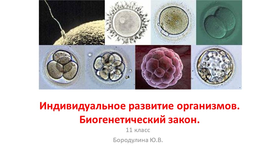 Презентация по биологии на тему "Индивидуальное развитие организмов. Биогенетический закон." (11 класс) Учебники, Презентации и Подготовка к Экзаменам для Школьников на Klass-Uchebnik.com