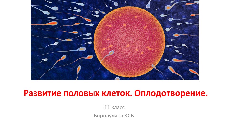 Презентация по биологии на тему "Развитие половых клеток. Оплодотворение." (11 класс) Учебники, Презентации и Подготовка к Экзаменам для Школьников на Klass-Uchebnik.com