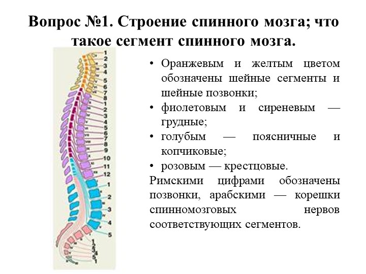 Анатомия центральной нервной системы Учебники, Презентации и Подготовка к Экзаменам для Школьников на Klass-Uchebnik.com