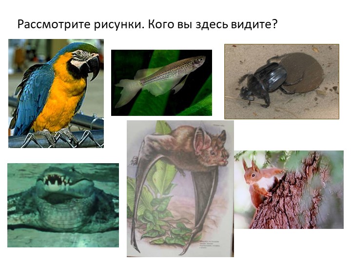 Презентация по окружающему миру на тему " Кто такие звери" ( 1 класс) Учебники, Презентации и Подготовка к Экзаменам для Школьников на Klass-Uchebnik.com