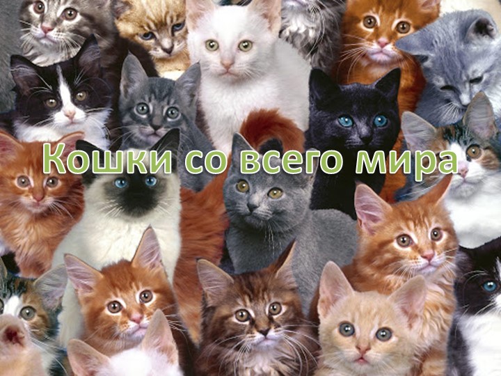 Презентация "Кошки со всего мира" Учебники, Презентации и Подготовка к Экзаменам для Школьников на Klass-Uchebnik.com