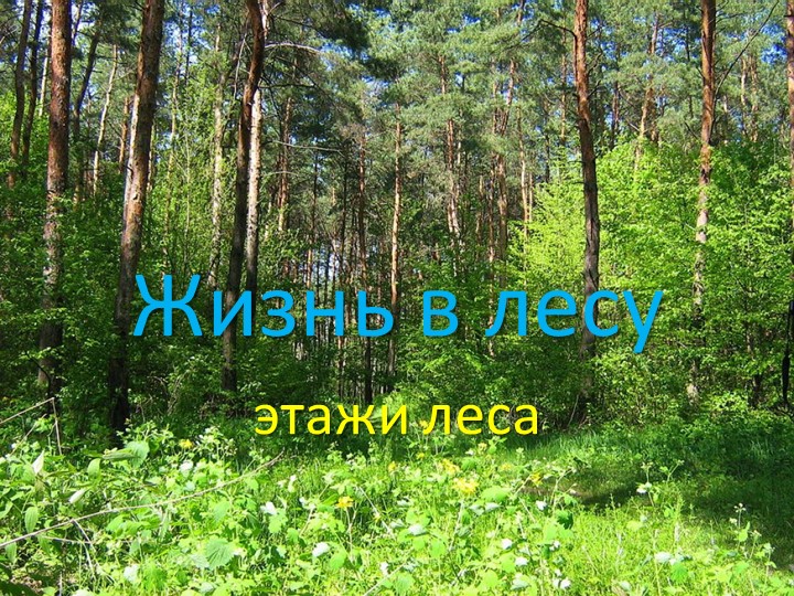 Презентация по экологии "Этажи леса" Учебники, Презентации и Подготовка к Экзаменам для Школьников на Klass-Uchebnik.com