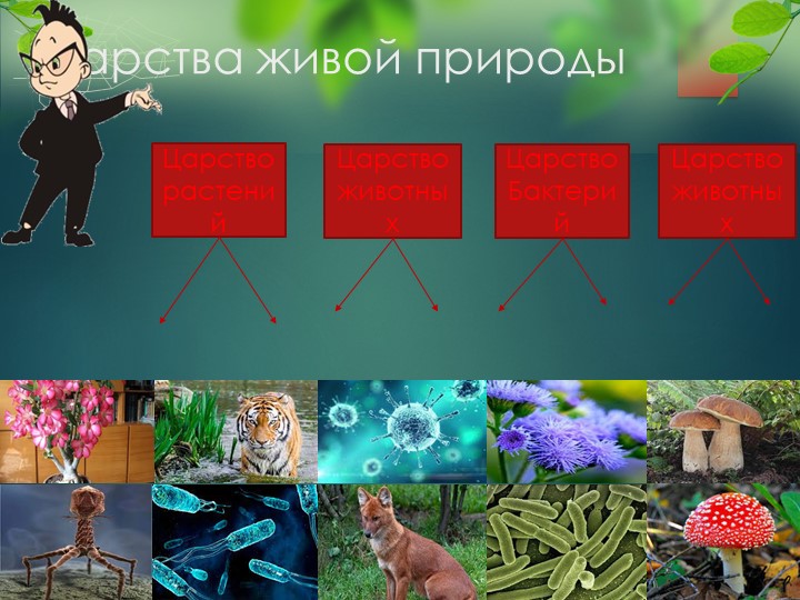 Открытый урок по грибам Учебники, Презентации и Подготовка к Экзаменам для Школьников на Klass-Uchebnik.com