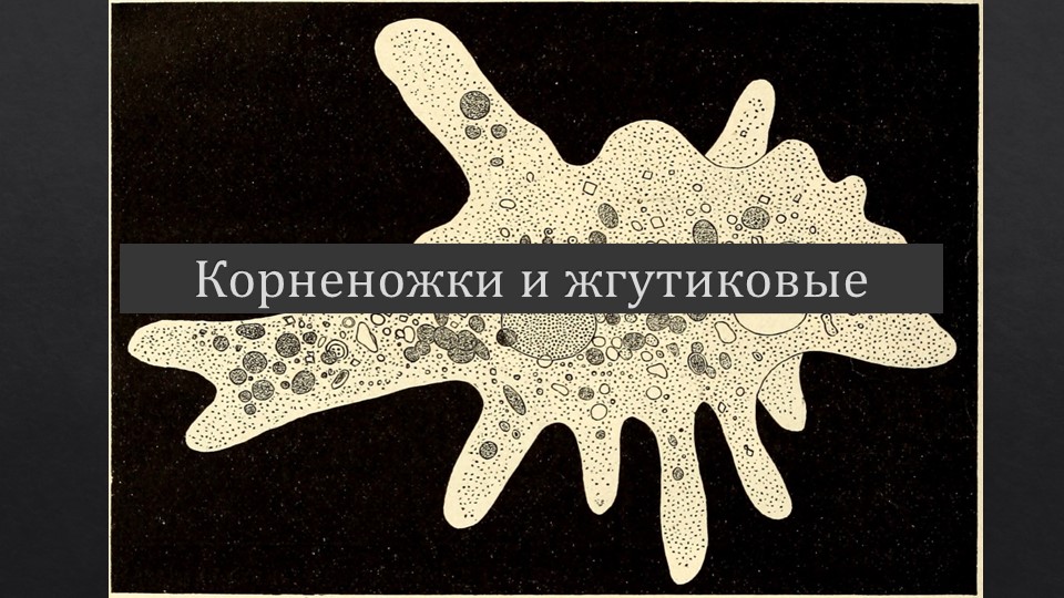 Презентация на тему "Корненожки и Жгутиковые" Учебники, Презентации и Подготовка к Экзаменам для Школьников на Klass-Uchebnik.com