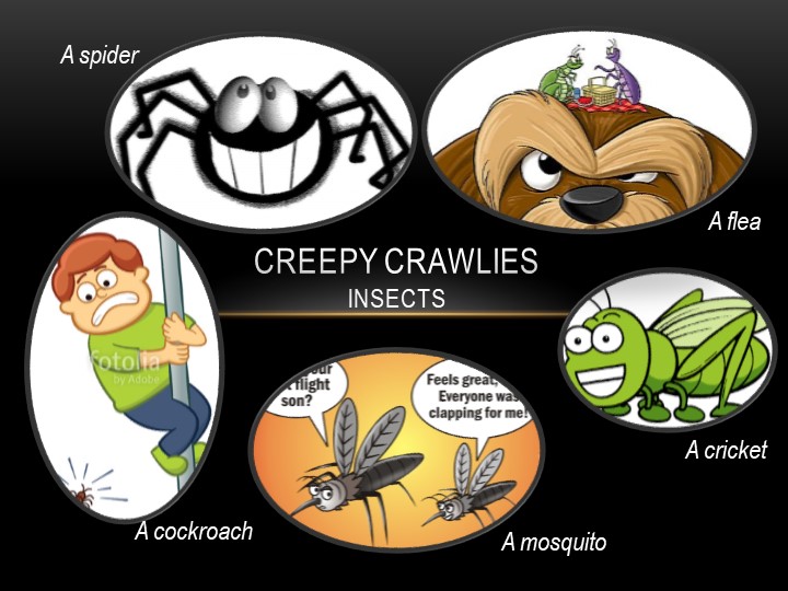 Презентация к уроку «Creepy crawlies» Учебники, Презентации и Подготовка к Экзаменам для Школьников на Klass-Uchebnik.com