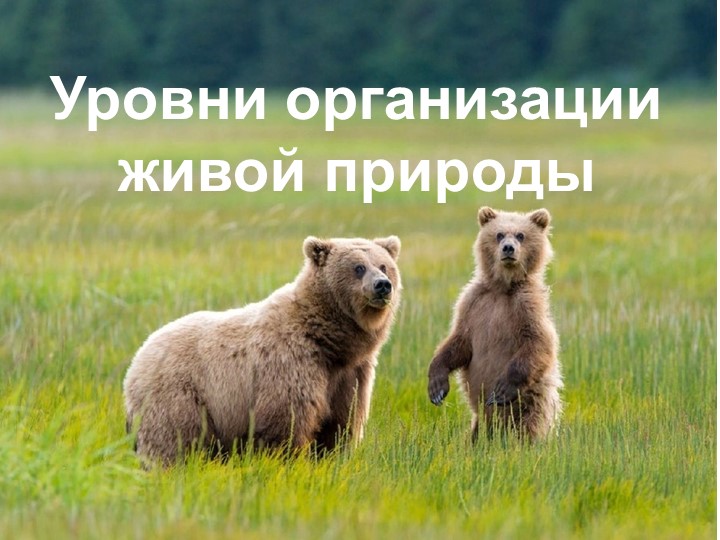 Презентация по биологии "Уровни организации живой природы" Учебники, Презентации и Подготовка к Экзаменам для Школьников на Klass-Uchebnik.com