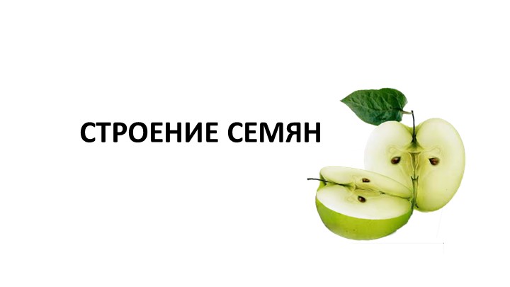 Презентация на тему "Семя. Корень: строение, значение" Учебники, Презентации и Подготовка к Экзаменам для Школьников на Klass-Uchebnik.com