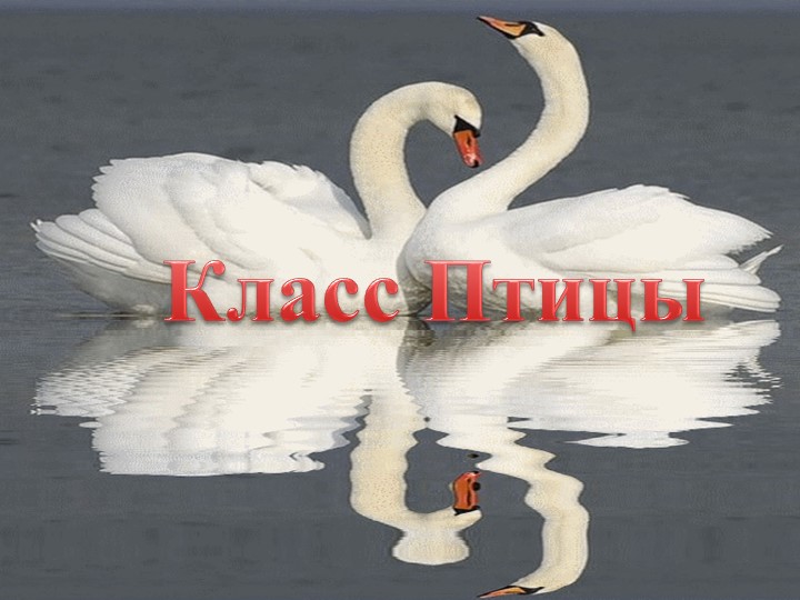 Презентация по биологии "Класс птицы" (7 класс) Учебники, Презентации и Подготовка к Экзаменам для Школьников на Klass-Uchebnik.com