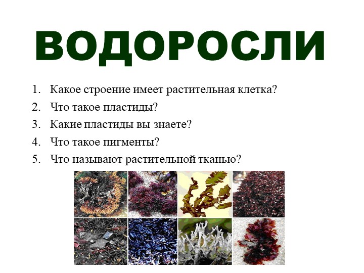Презентация по биологии "Водоросли" (5 класс) Учебники, Презентации и Подготовка к Экзаменам для Школьников на Klass-Uchebnik.com