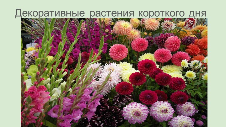 Презентация для дополнительных занятий по биологии (7 класс) Учебники, Презентации и Подготовка к Экзаменам для Школьников на Klass-Uchebnik.com