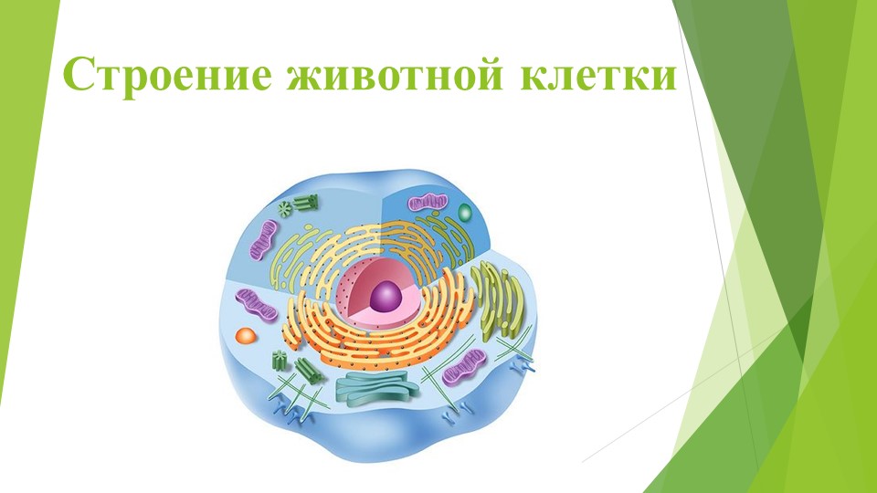 Презентация "Строение животной клетки" Учебники, Презентации и Подготовка к Экзаменам для Школьников на Klass-Uchebnik.com
