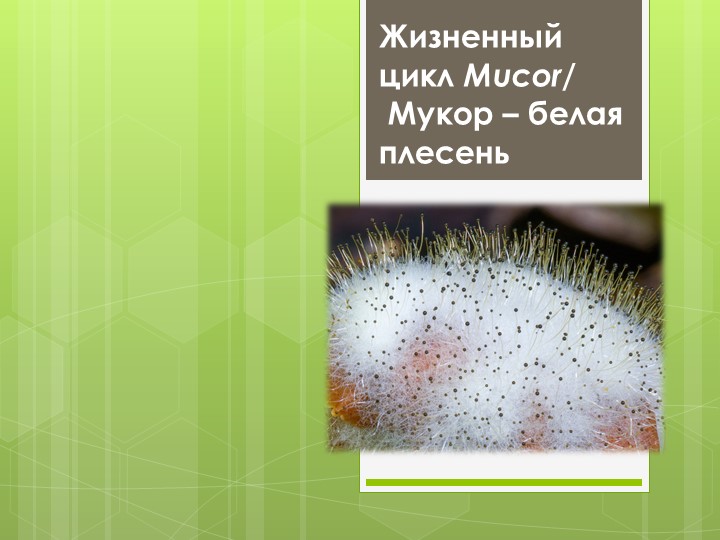 Жизненный цикл Mucor/ Мукор – белая плесень Учебники, Презентации и Подготовка к Экзаменам для Школьников на Klass-Uchebnik.com