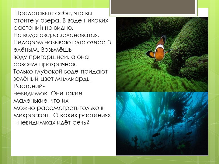 Презентация по биологии на тему "общая характеристика водорослей" (7 класс) Учебники, Презентации и Подготовка к Экзаменам для Школьников на Klass-Uchebnik.com