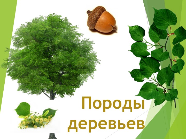 Презентация "Хвойные и лиственные деревья" Учебники, Презентации и Подготовка к Экзаменам для Школьников на Klass-Uchebnik.com