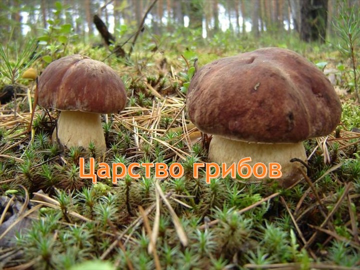 Презентация по экологии.Подготовительная группа "Царство грибов" Учебники, Презентации и Подготовка к Экзаменам для Школьников на Klass-Uchebnik.com