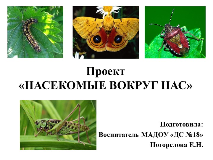 Презентация "Насекомые" вторая младшая группа Учебники, Презентации и Подготовка к Экзаменам для Школьников на Klass-Uchebnik.com