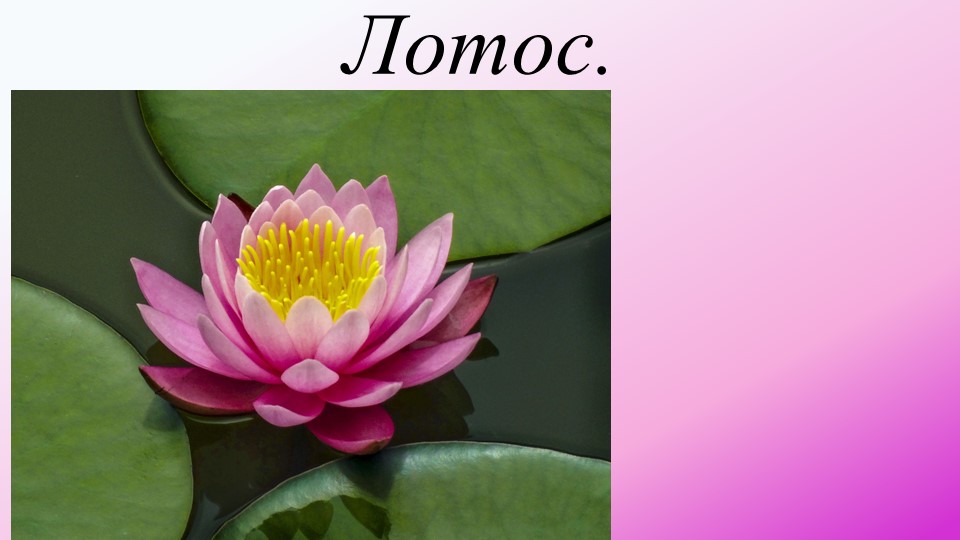 Водоём и его обитатели. Лотос. Учебники, Презентации и Подготовка к Экзаменам для Школьников на Klass-Uchebnik.com