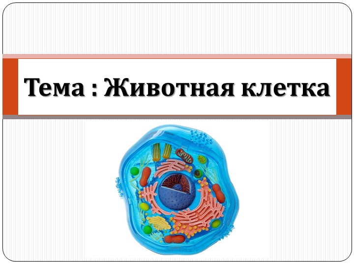Презентация на тему Животная клетка Учебники, Презентации и Подготовка к Экзаменам для Школьников на Klass-Uchebnik.com