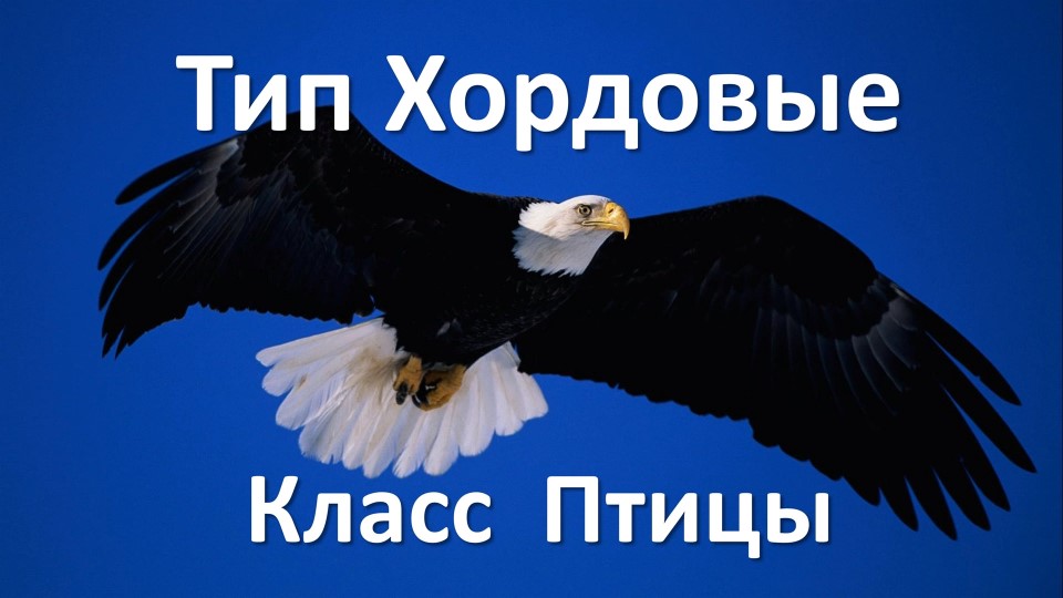 Тип Хордовые, класс Птицы Учебники, Презентации и Подготовка к Экзаменам для Школьников на Klass-Uchebnik.com