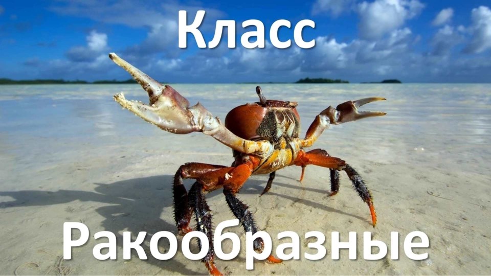 Тип Членистоногие, класс Ракообразные Учебники, Презентации и Подготовка к Экзаменам для Школьников на Klass-Uchebnik.com
