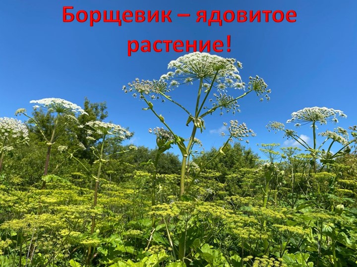 Презентация по окружающему миру 3 класс "Борщевик-ядовитое растение" Учебники, Презентации и Подготовка к Экзаменам для Школьников на Klass-Uchebnik.com