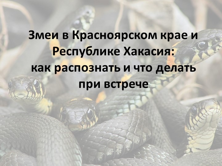Презентация на тему "Змеи Красноярского края и Республики Хакасия" Учебники, Презентации и Подготовка к Экзаменам для Школьников на Klass-Uchebnik.com