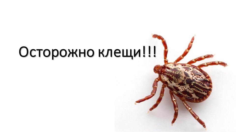 Презентация по теме "Осторожно, клещи" Учебники, Презентации и Подготовка к Экзаменам для Школьников на Klass-Uchebnik.com